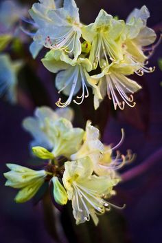 some white and yellow flowers with purple background