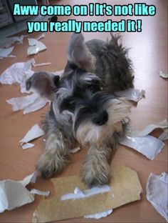 a small dog sitting on top of a wooden floor covered in torn up pieces of paper