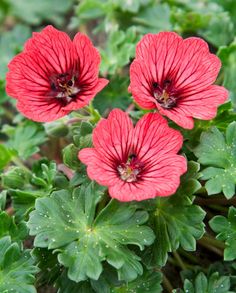 three red flowers with green leaves on the ground