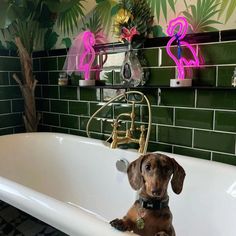 a dachshund dog sitting in a bathtub with pink flamingos on the wall