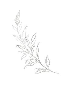 a line drawing of a leaf on a white background