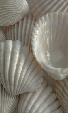 some white shells are stacked up together