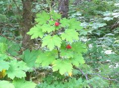 a red berry sitting on top of a green leafy tree in the forest with lots of leaves