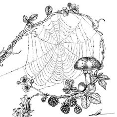 a black and white drawing of a spider web with berries, leaves and mushrooms on it