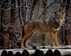 a wolf standing on top of a log in the woods