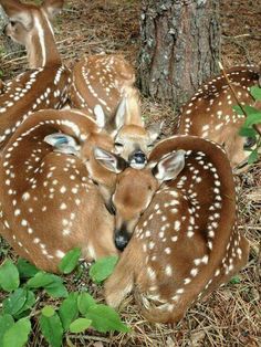 several deers are huddled together in the woods