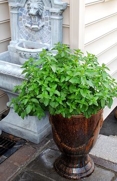 a potted plant sitting in front of a fountain on a sidewalk next to a house