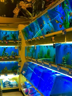 an aquarium filled with lots of different types of fish in it's display cases