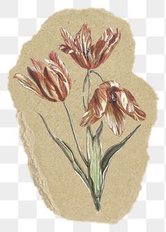 three pink flowers with green stems on a beige background, painted in watercolor and ink