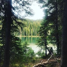 a lake surrounded by trees in the middle of a forest with lots of green water