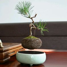 a bonsai tree in a bowl on a table