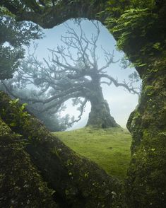 a heart shaped tree in the middle of a lush green field with moss growing on it