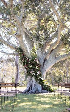 an outdoor ceremony setup under a large tree