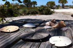 several seashells are sitting on a picnic table at the beach with palm trees in the background