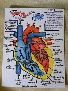 a diagram of the human heart on a piece of paper with words written below it