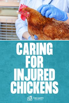 Chicken Wound Care | The Happy Chicken Coop