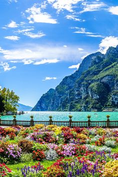 the flowers are blooming on the side of the road by the water and mountains