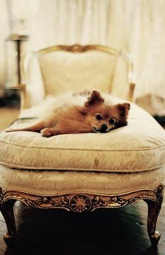 a small brown dog laying on top of a white chair in front of a window