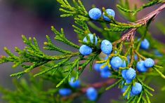 blue berries are growing on the branches of a tree