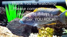 a fish that is sitting on some rocks in the water with words written below it