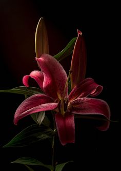 a pink flower with green leaves on a black background