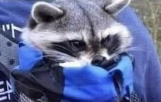 a raccoon is poking its head out of a blue bag that someone is holding