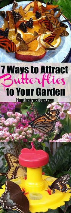 a plate with butterflies on it and the words 7 ways to attract butterflies to your garden