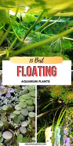 the best floating plants for aquariums and other aquatic creatures to grow in your pond