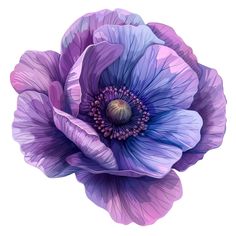 an image of a purple flower on a white background