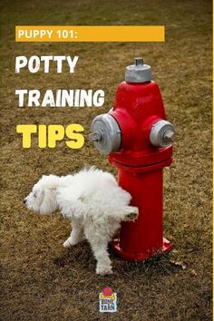 a small white dog standing next to a red fire hydrant with the words puppy 101 potty training tips