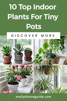 the top indoor plants for tiny pots