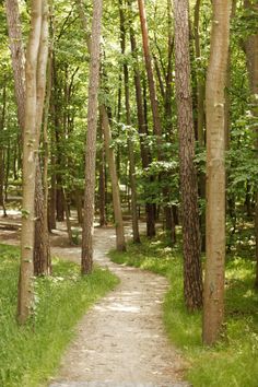 a dirt path in the middle of a forest