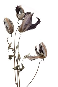 an image of dried flowers on a white background