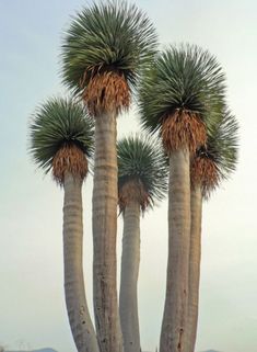 three tall palm trees with green leaves on them