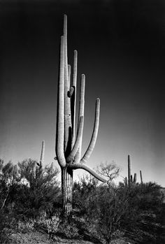 black and white photograph of a saguado cactus in the desert with no leaves on it