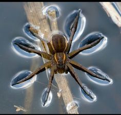 a large brown spider sitting on top of a wooden stick in the middle of water