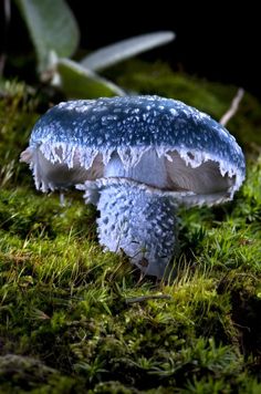 a blue mushroom sitting on top of a lush green field