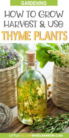 a bottle filled with thyme plants sitting on top of a wooden table