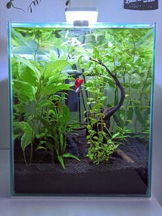 an aquarium filled with plants and water