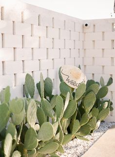 a cactus with a hat on its head in front of a white brick wall and gravel