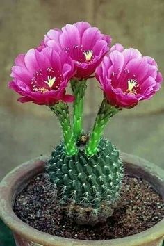 three pink flowers are growing in a pot