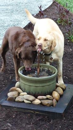 two dogs drinking water from a fountain in front of some rocks and plants on the ground