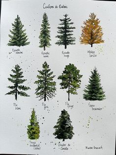 the different types of pine trees are shown in this drawing, which shows how to draw them