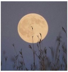 the full moon shines brightly in the sky above some tall grass and weeds at dusk