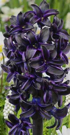 purple and white flowers are blooming in the garden