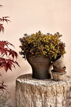 a potted plant sitting on top of a tree stump