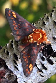 a close up of a moth on a tree