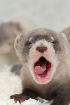 an animal with its mouth open and it's tongue out in front of the camera