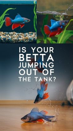 there is a fish that is jumping out of the tank and it's caption reads is your betta jumping out of the tank?