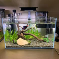 an aquarium filled with water and plants on top of a wooden table next to a fish tank